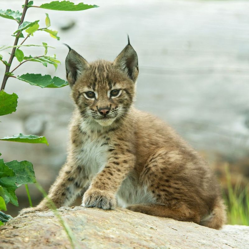 Wildpark Tierpark Assling © TVB Osttirol/ Zupanc